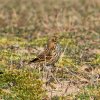 pipit farlouse-8362